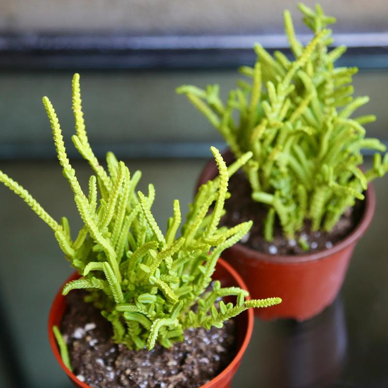 Crassula Watchchain Imperalis Crassula Huscosa Watch Chain Princess Pine Rattail Crassula Live Succulent 2” 4”