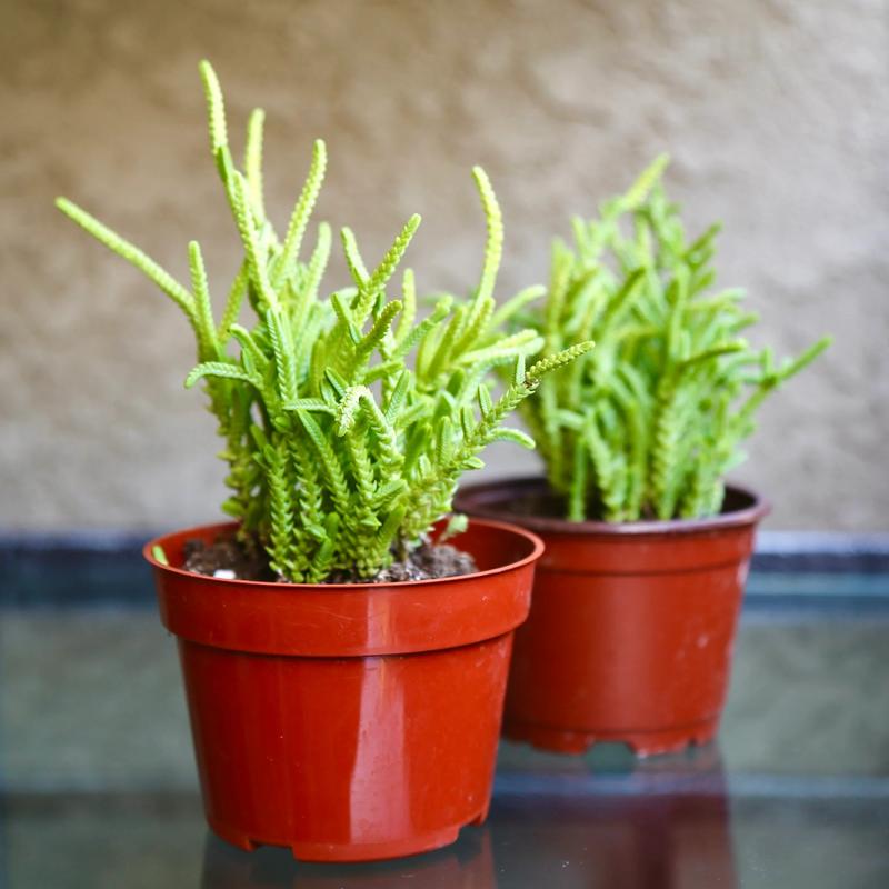 Crassula Watchchain Imperalis Crassula Huscosa Watch Chain Princess Pine Rattail Crassula Live Succulent 2” 4”