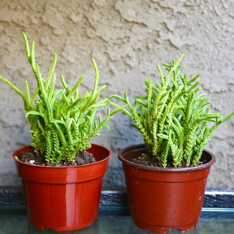 Crassula Watchchain Imperalis Crassula Huscosa Watch Chain Princess Pine Rattail Crassula Live Succulent 2” 4”