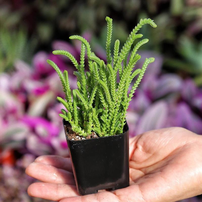 Crassula Watchchain Imperalis Crassula Huscosa Watch Chain Princess Pine Rattail Crassula Live Succulent 2” 4”