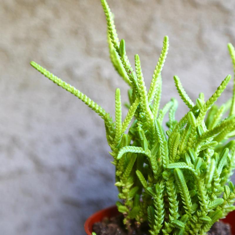 Crassula Watchchain Imperalis Crassula Huscosa Watch Chain Princess Pine Rattail Crassula Live Succulent 2” 4”