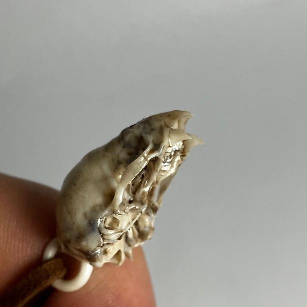 Vampire Bat Skull Pendant Necklace - Highly Detailed Resin Replica